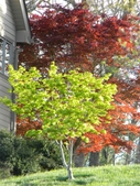 view across lawn with Japanese maples & foundation plantings.(l