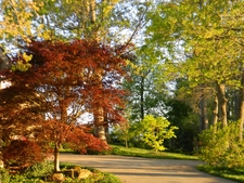 Large red Japanese maple, gold full moon maple & large oaks