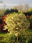 White flowering crabapple tree (foreground) & red Japanese maple