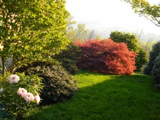 Lawn & shrub border with tree peony blooms & red Japanese maple.