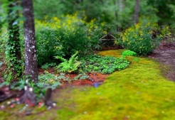 Native/Woodland Garden in the Summer