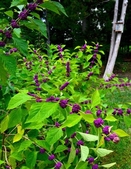 Native/Woodland Garden in the Summer