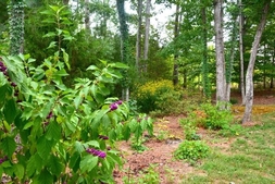 Native/Woodland Garden in the Summer