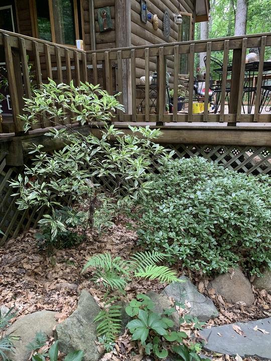 Deck planting