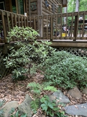 Deck planting