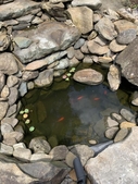 Small goldfish pond