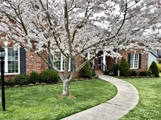 Cherry blossoms welcome spring