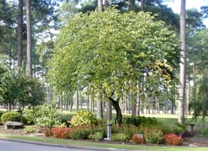 Fall color and texture from plant mixture