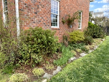 Azalea will bloom soon
