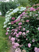 Annabelle hydrangeas