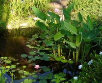 Water lilies in bloom