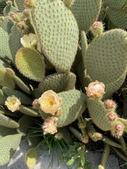 In bloom