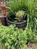 Old-fashion hand pump refashioned into a trickling fountain.