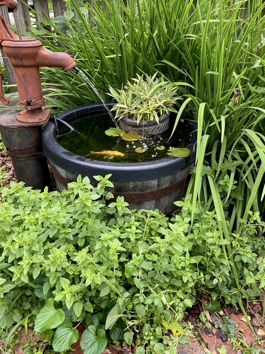 Old-fashion hand pump refashioned into a trickling fountain.