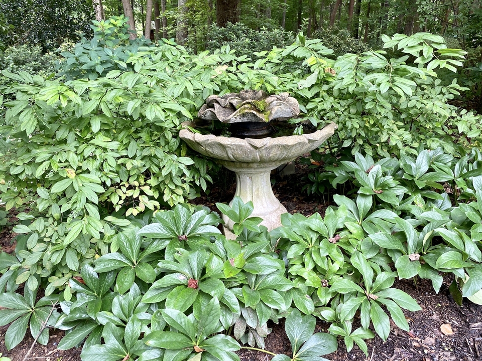 A small fountain on a pedestal surrounded by hellebores.
