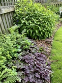 Oxalis & Salvia