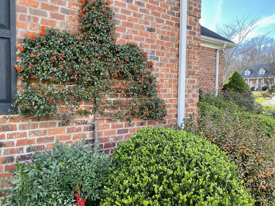 Pyracantha berries on display