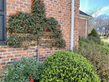 Pyracantha berries on display