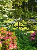 Colorful flowering shrubs & a sparsely branched conifer.