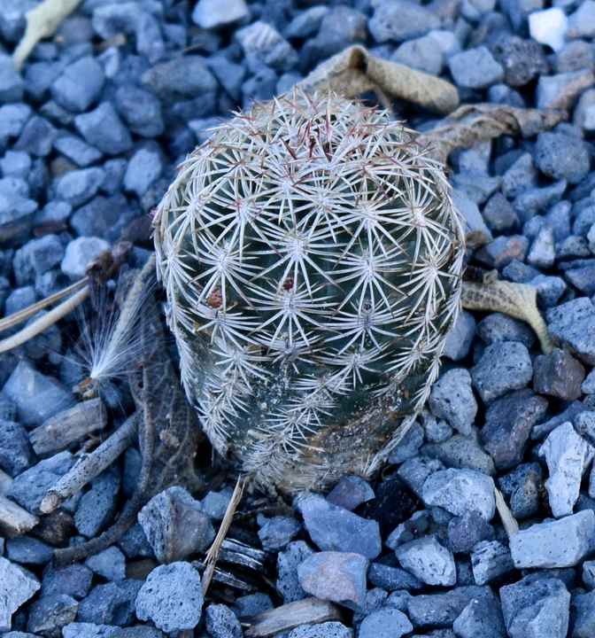 cactus growing among vertical slabs of concrete.