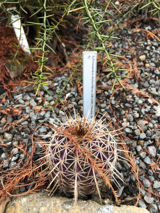cactus growing among vertical slabs of concrete.