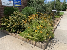 Planting to right of doorway