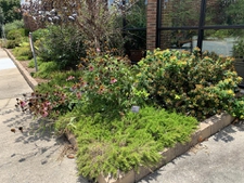 Left of doorway (after a storm)