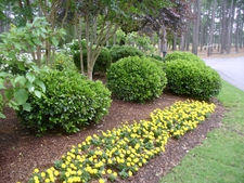 Yellow marigolds pop in landscape