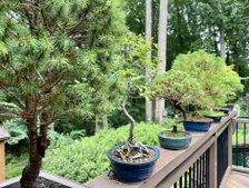 Bonsai plants displayed on railing