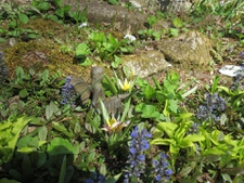 A fairy lurks in this just awakening garden in early spring.