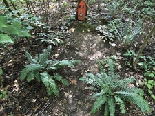 ferns & a painted "door" affixed to a tree trunk.
