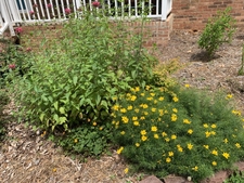 Foundation planting west side of home
