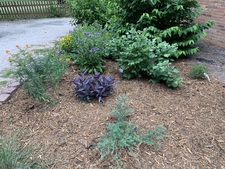 New plants added year 3