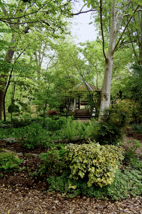 Front Shade Garden in spring