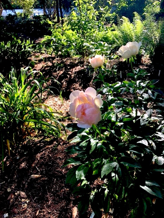 large pink peony flower among densely planted understory.