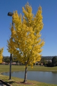Ovoid habit of large tree with yellow leaves inOctober