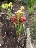 Sarracenia Pitcher Plant with flowers