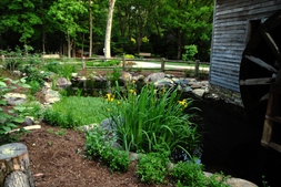 Irises bloom in the Greensboro Botanical water garden