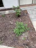 Back of garden- first spring