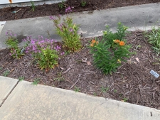 Front of garden- first spring