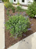 2nd spring and baptisia is blooming