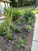 Summer blooms 2nd year