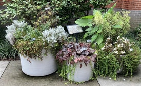 4 months after planting, a Colocasia esculenta has emerged in th