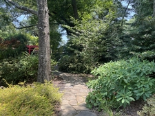 a garden with a large-leafed shrub in the foreground
