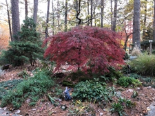 Corner garden with southeastern exposure