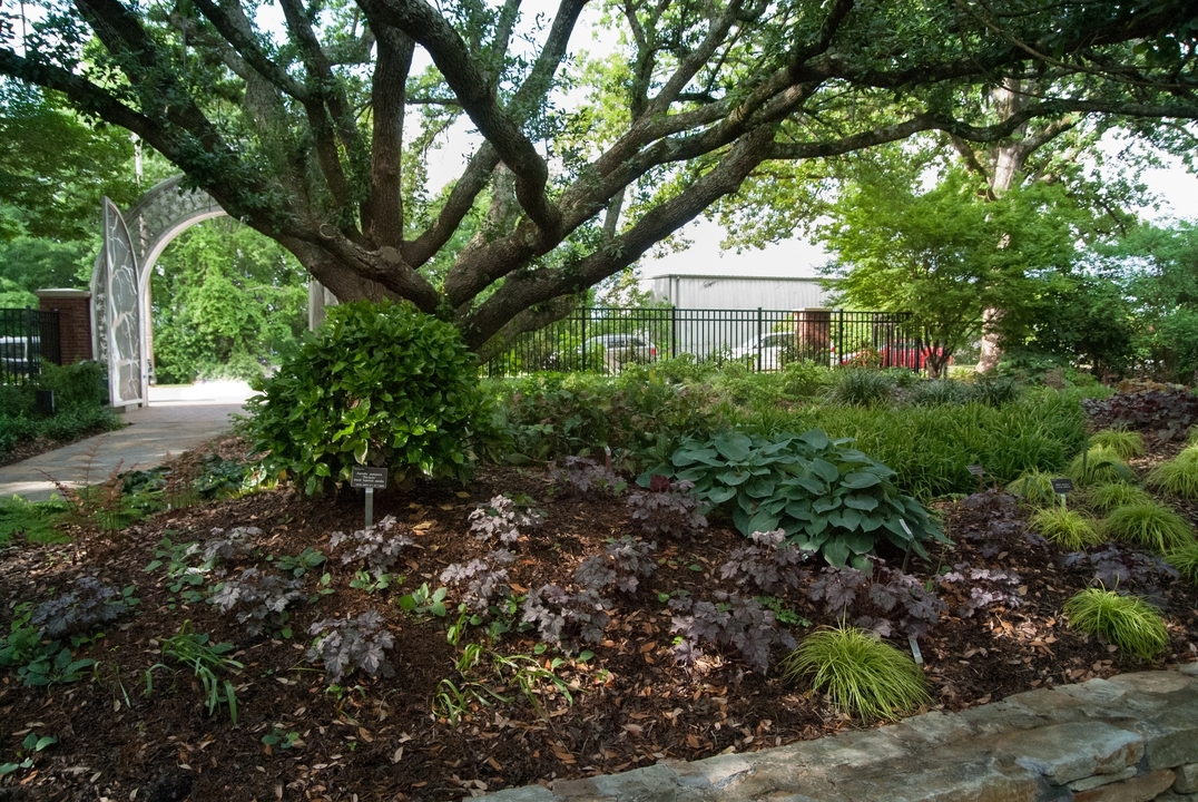 A large shade tree underplanted with sedges and heucheras.