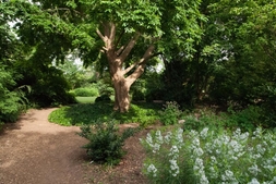 A shaded planting. The knee-high amsonia has pale blue flowers.
