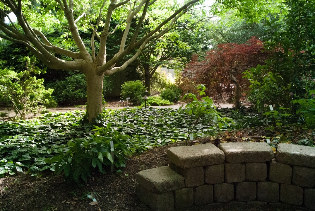 A shade garden at with a wall seat.