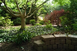 A shade garden at with a wall seat.