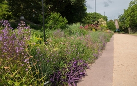 Border in sun flanking a gravel path. Many colors & textures.